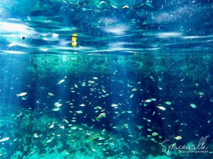 snorkeling