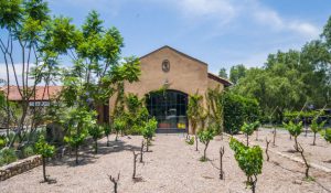 Vineyard