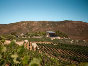 Vineyards