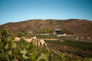 Vineyard