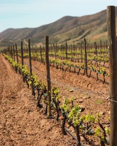 Vineyards