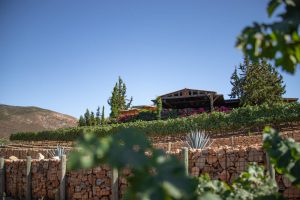 Vineyards